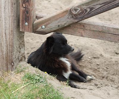 /files/Boerderij dieren/Bailey.jpg